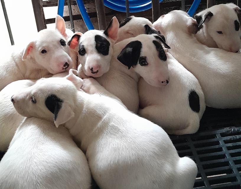 บลูเทอเรีย Bullterrier std