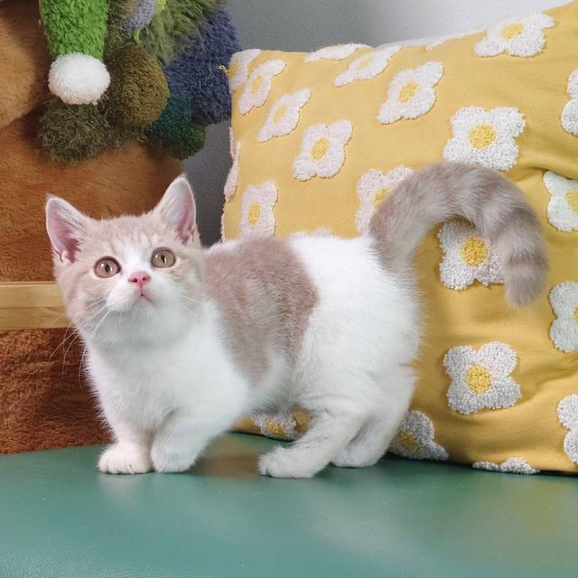 แมวมันช์กิ้น Munchkin short leg boy Oscat cattery chiangmai