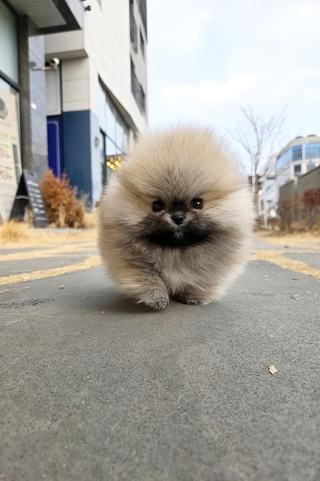 ขายลูกสุนัข Pomeranian หน้าหมี น่ารักมาก เกรดพรีเมียม นำเข้าจากเกาหลี รูปที่ 4