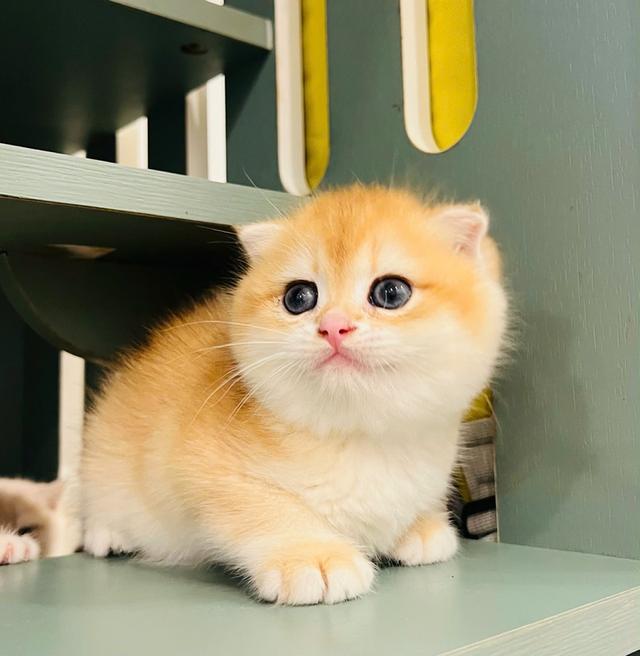 แมวมันช์กิ้นขาสั้น เด็กผู้หญิง