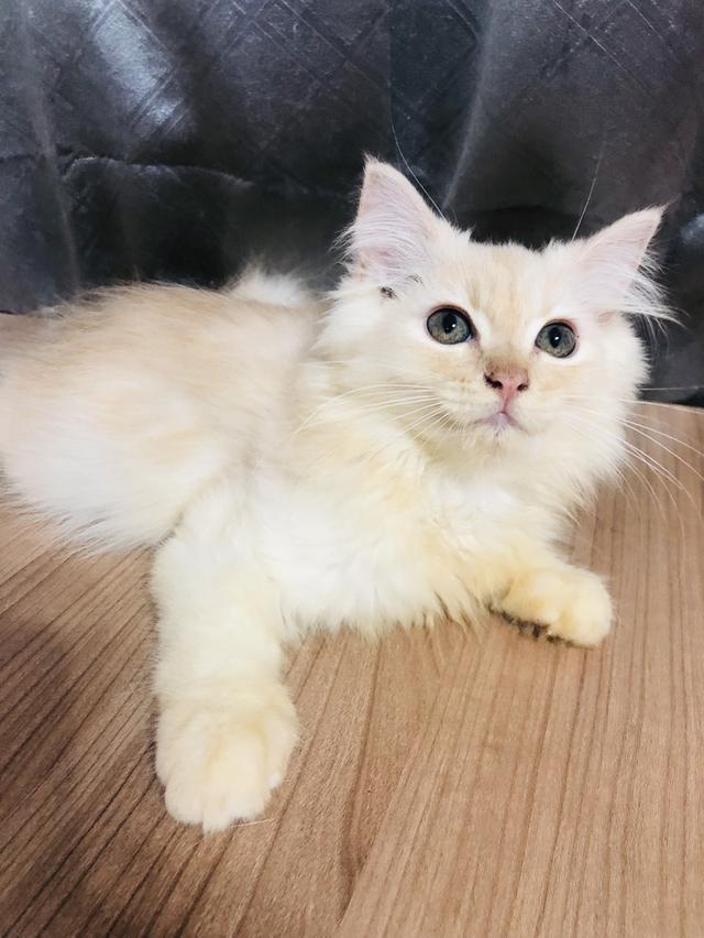 น้องแมวพันธุ์ หิมาลายันผสมชินชิล่า เพศผู้ 2