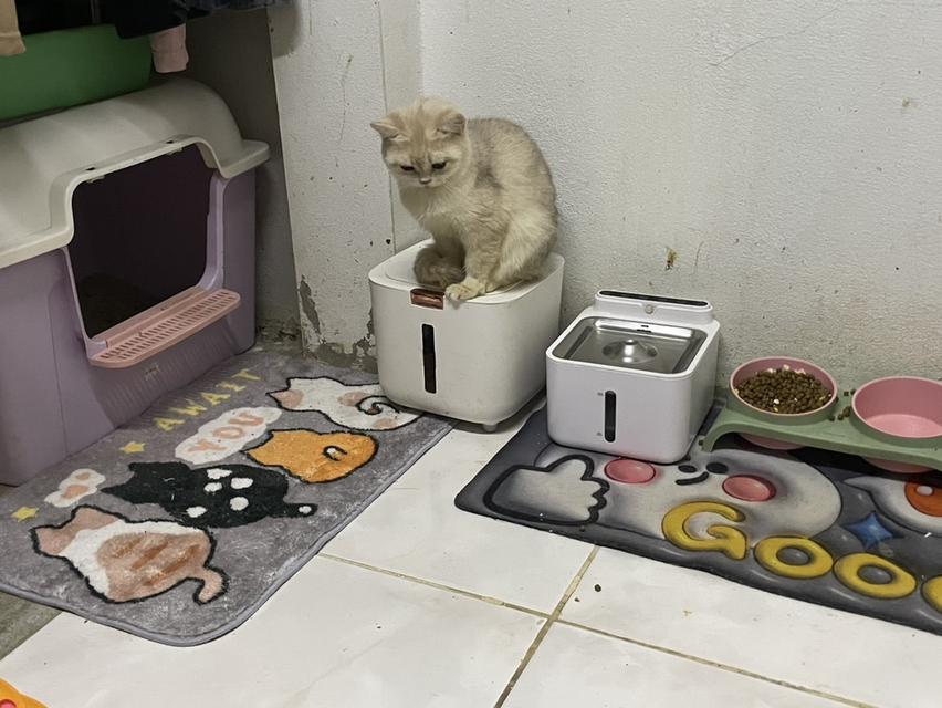 บริติช 5