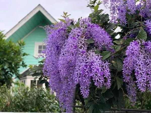 ขายบ้านสวน ไทรน้อย นนทบุรี 2.35 ลบ (ลดจาก 2.65 ลบ) พร้อมไม้ดอกผลไม้ อยู่ซอยแสนสบาย มีวิวทุ่งนา โทร 085-2619111 3