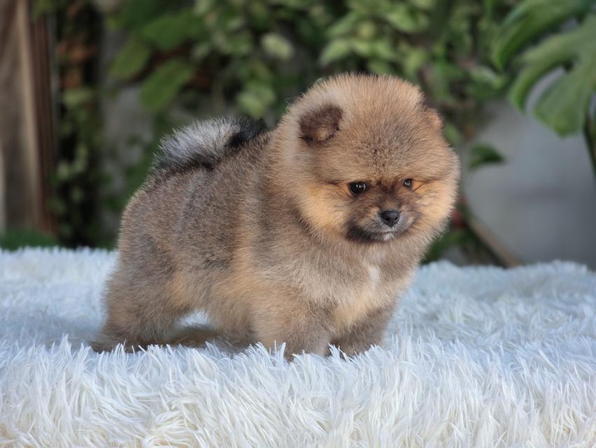 ปอมหน้าหมีพันธุ์แท้เพศเมียพร้อมย้ายบ้าน รูปที่ 4