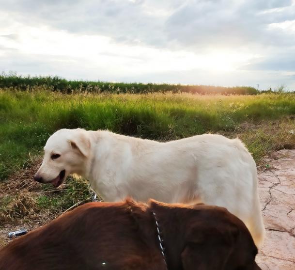 ขาย White Golden Retriever ตัวโตสมวัย 5