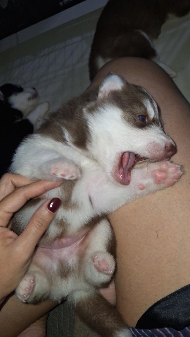 ไซบีเรียน 4