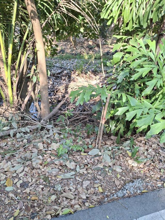 ขายที่ดินบางกะเจ้า 300 ตร.ว. ใกล้สวนศรีนครเขื่อนขันธ์ หน้าติดถนน หลังติดคลอง 7