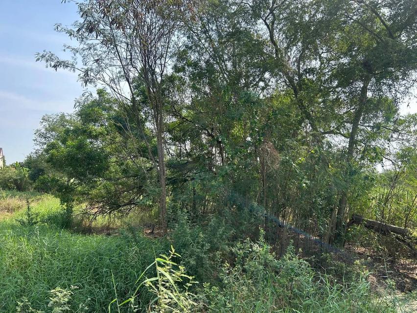 ที่ดินเปล่า (เคยเป็นที่ดินทำนามาก่อน) 3