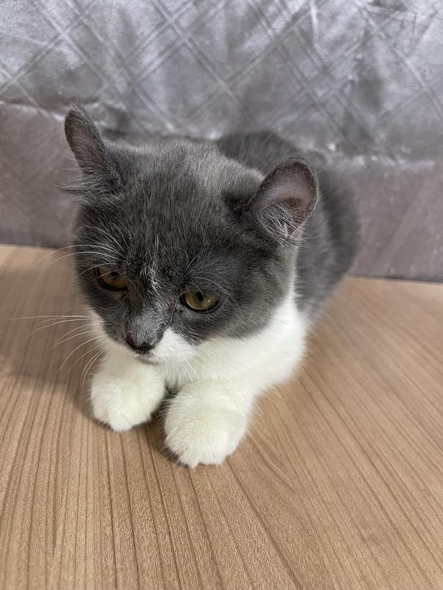 คนขายเลี้ยงเองครับ น้องแมวพันธุ์ อเมริกันเคิร์ลผสมหิมาลายัน เพศหญิง ( หูบิน ) พร้อมฉีดยา รูปย่อยที่ 3