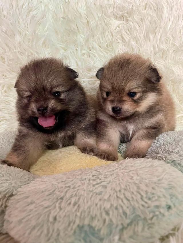 ลูกสุนัขพันธุ์ปอมเมอเรเนียน