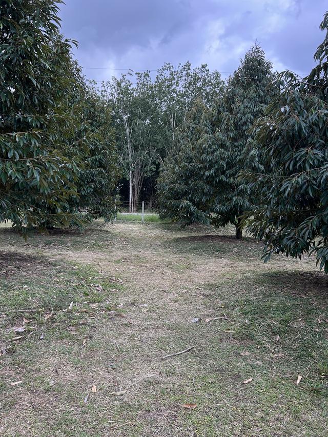 ขายสวนทุเรียน ชำฆ้อ หมู่5 เขาชะเมา 14