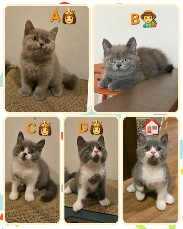 British Shorthair 😻😽😻 ฟอร์มหมี น่ารัก