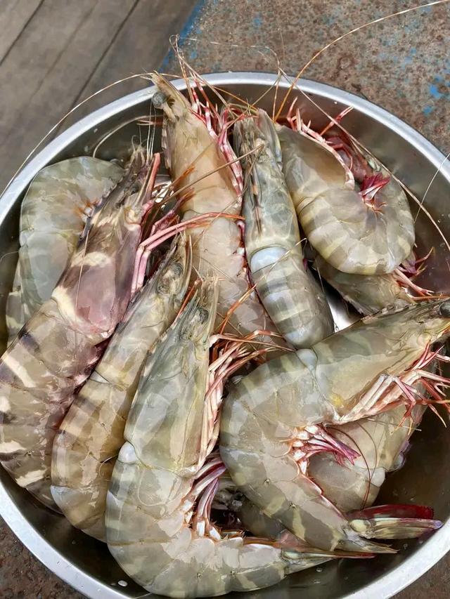 กุ้งลายเสือ สดๆ 2