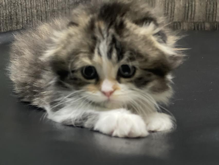 น้องมลคลสามสี(เมีย)