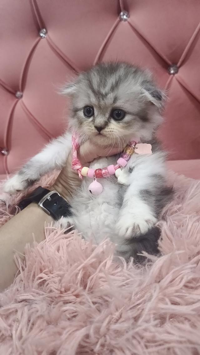 เด็กชายสก็อตติช หูพับ 🎉😻🫶🏡🏠🏡🏡