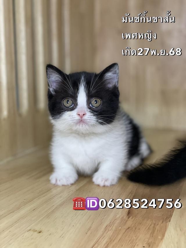 มันช์กิ้นขาสั้นพร้อมย้าย