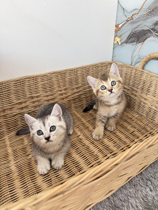 ลูกแมวสายพันธุ์บริติชแท้ รูปที่ 5