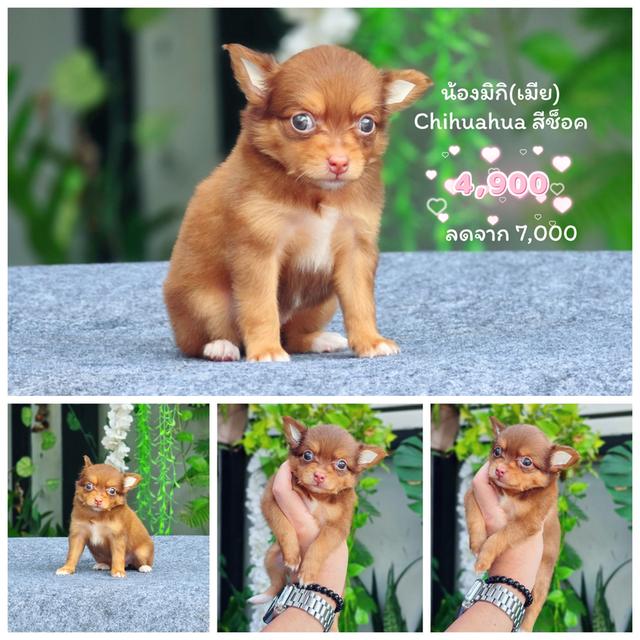 Chihuahua sizeเล็กจิ๋วพร้อมซน