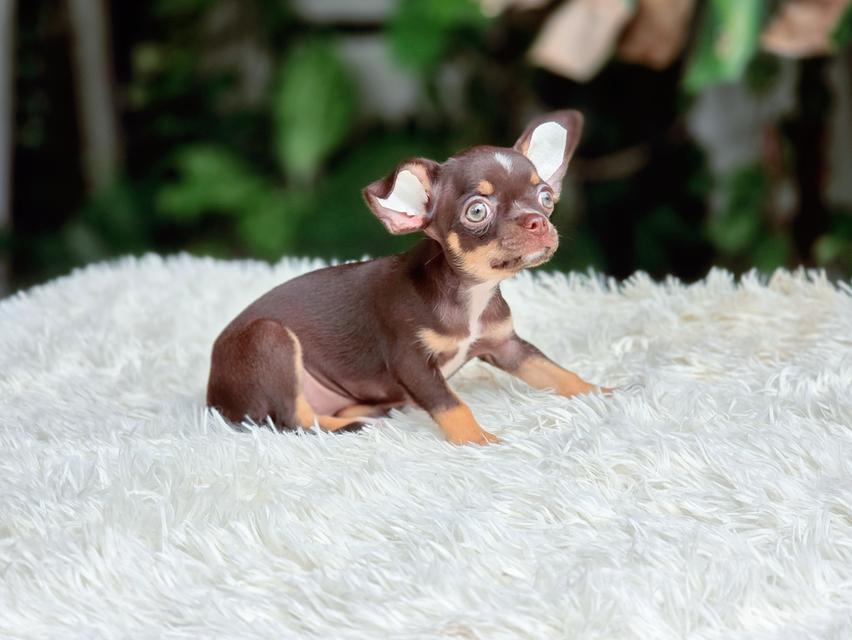 น้องคาเทียร์ชิวาวาขนสั้นสีช็อคเพศเมียวัคซีนแล้วมีส่งเก็บปลายทาง รูปย่อยที่ 4