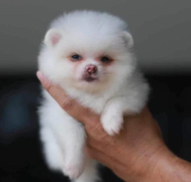 ปอมเมอเรเนียน (Pomeranian) 2