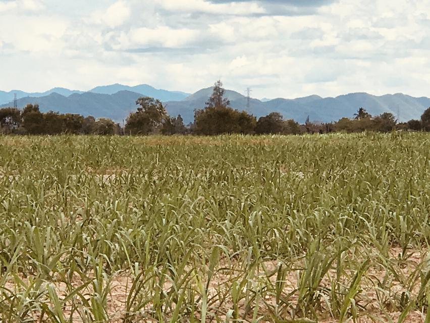 ที่ดิน 1 ไร่ ตำบล ไร่ใหม่พัฒนา อำเภอชะอำ จังหวัดเพชรบุรี 3