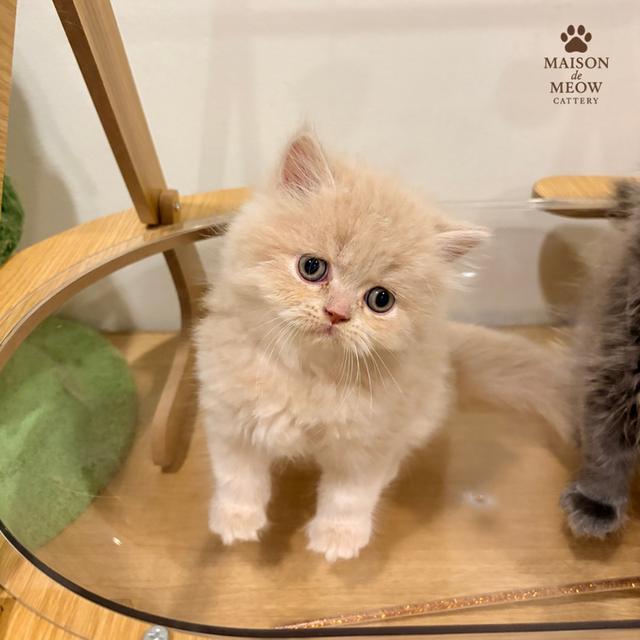 เปอร์เซียแท้เพศผู้ สีครีมสีบลู รูปที่ 4