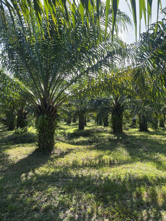 ที่ดินโฉนด จังหวัดชุมพร 7