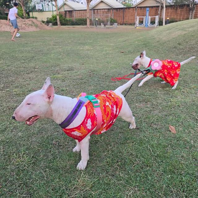 ขาย Bull Terrier สองตัว 4