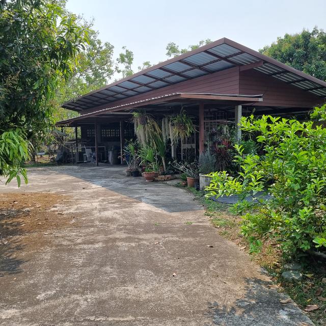 ขายบ้านและที่ดินสวนรวมพื้นที่ 4ไร่ 2งาน ต.กนหนิงผึ้ง อ.สารภี จ.เชียงใหม่ 6