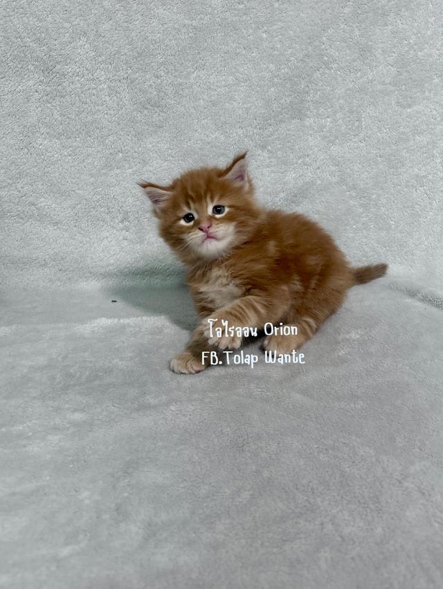 เปิดจอง ลูกแมวเมนคูน
