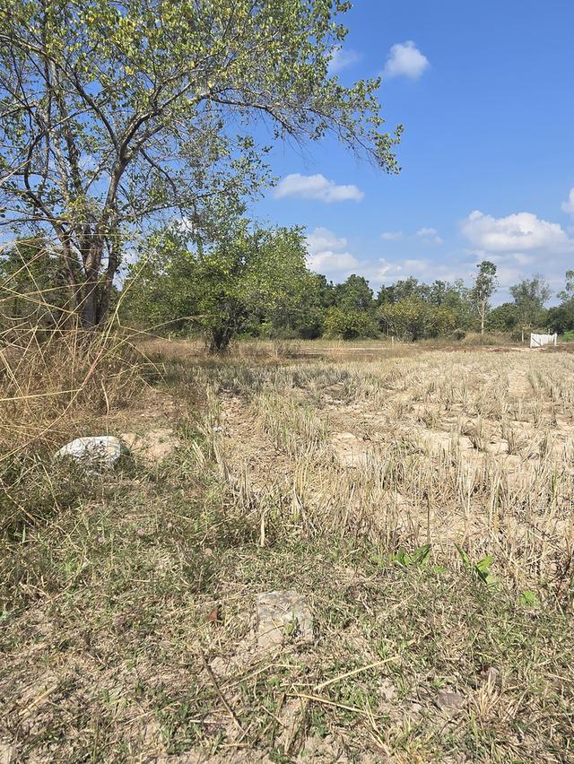 ที่ดินเปล่า ทำสวนทำนาได้ 5ไร่ 4