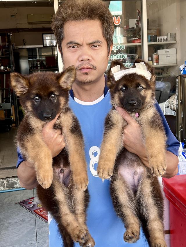 สุนัขเยอรมันเชฟเพริด 12