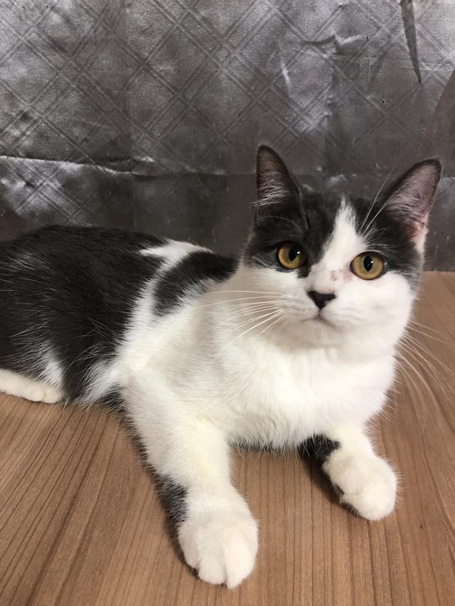 น้องแมวพันธุ์ อเมริกันเคิร์ลผสมหิมาลายัน เพศเมีย ( สี เทา ขาว )