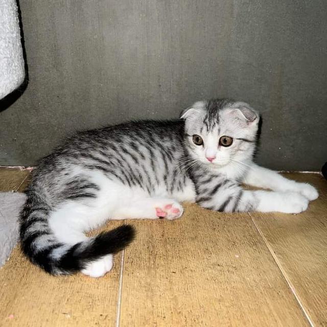 ลูกแมว Scottish Fold 1