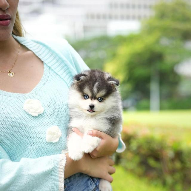 Pomsky Puppies | WhatsApp me : +66 63 826 3042 รูปที่ 5