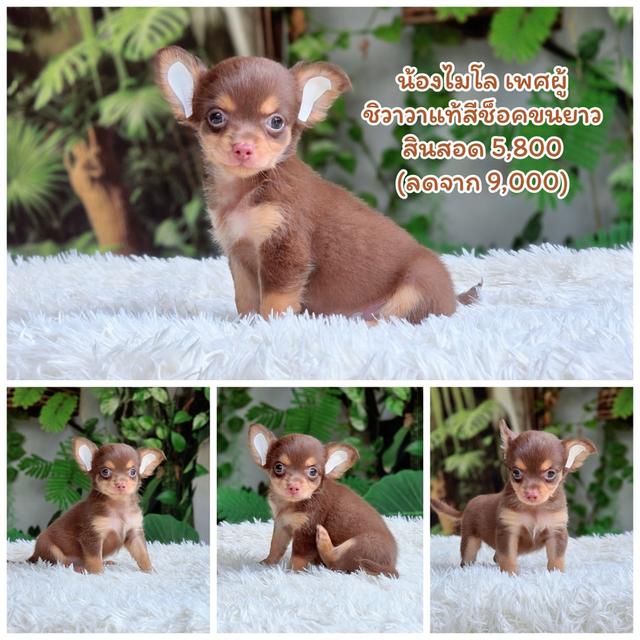 ชิวาวาสีช็อคไซส์จิ๋ว รูปที่ 4