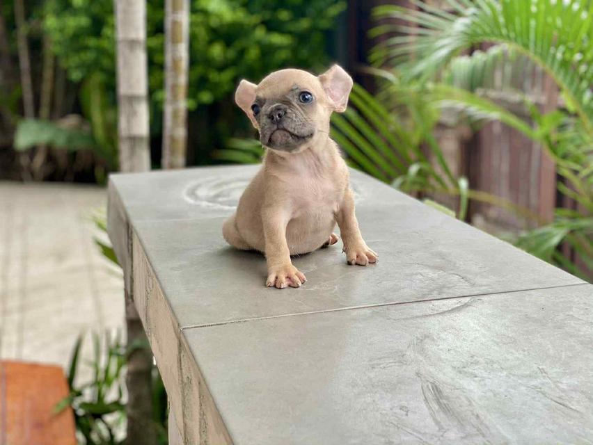 ดญ.จิ๋ว เพศเมีย อายุ2เดือนครึ่ง พันธุ์เฟรนช์ บูลด็อก(french bulldog)