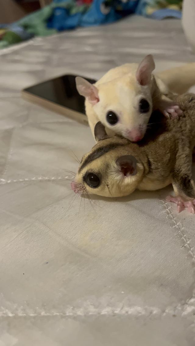A pair of sugar gliders