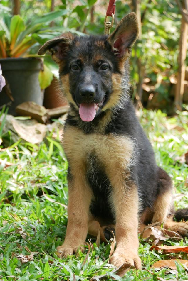 สุนัขเยอรมันเชพเพอด ลูกสุนัข รูปที่ 5
