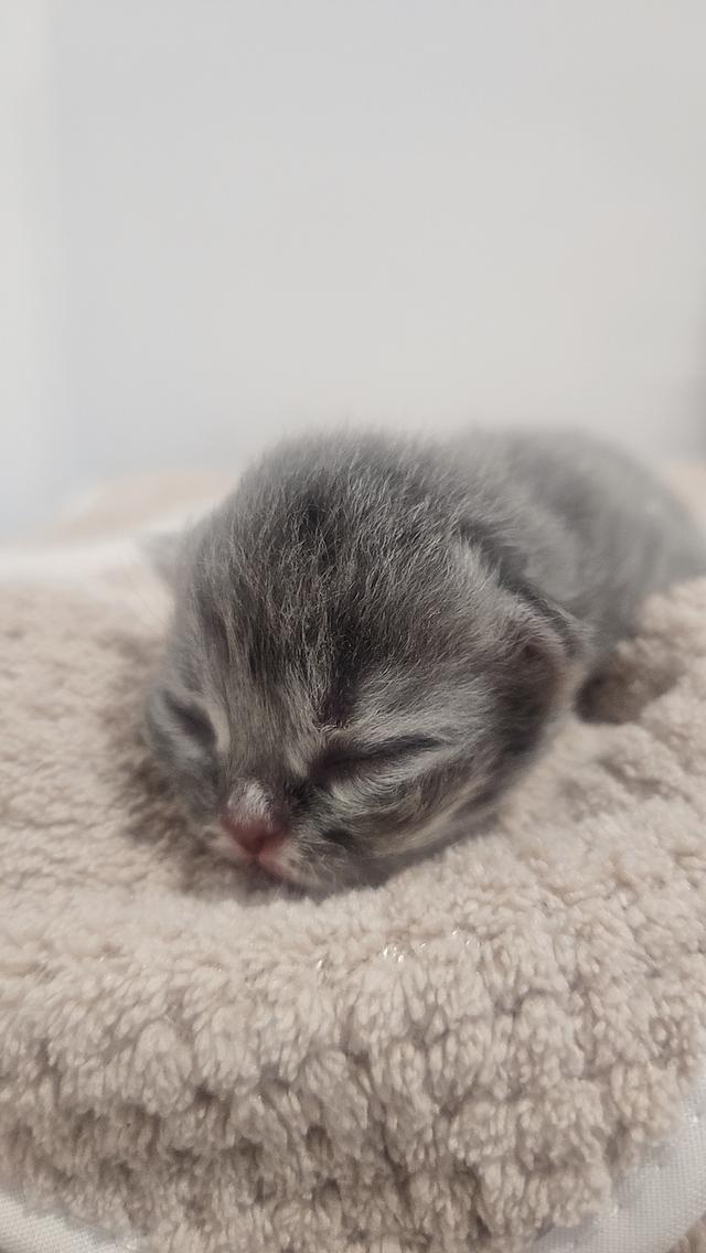 Scottish Fold สก็อตติชโฟลด์ แท้ 10