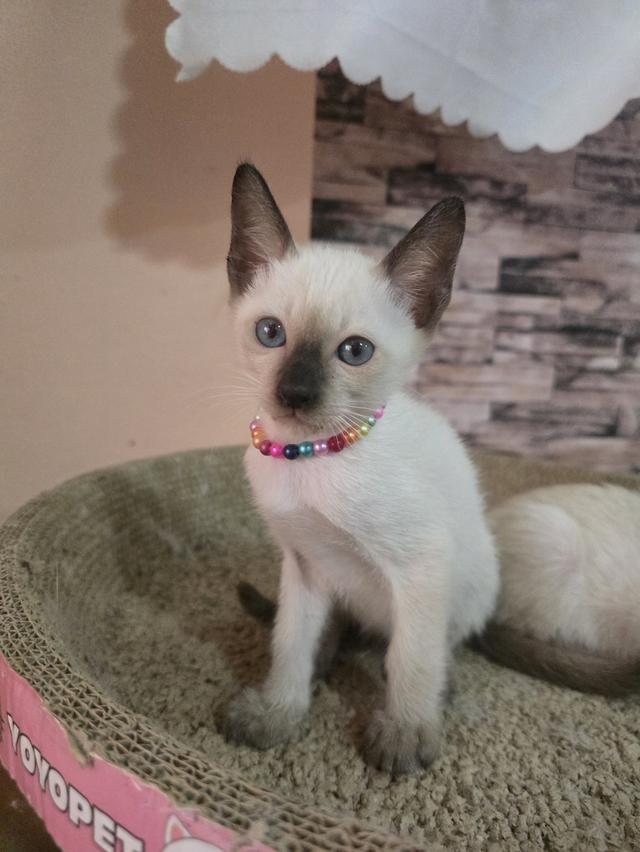 แมววิเชียรมาศพร้อมย้าย รูปย่อยที่ 2