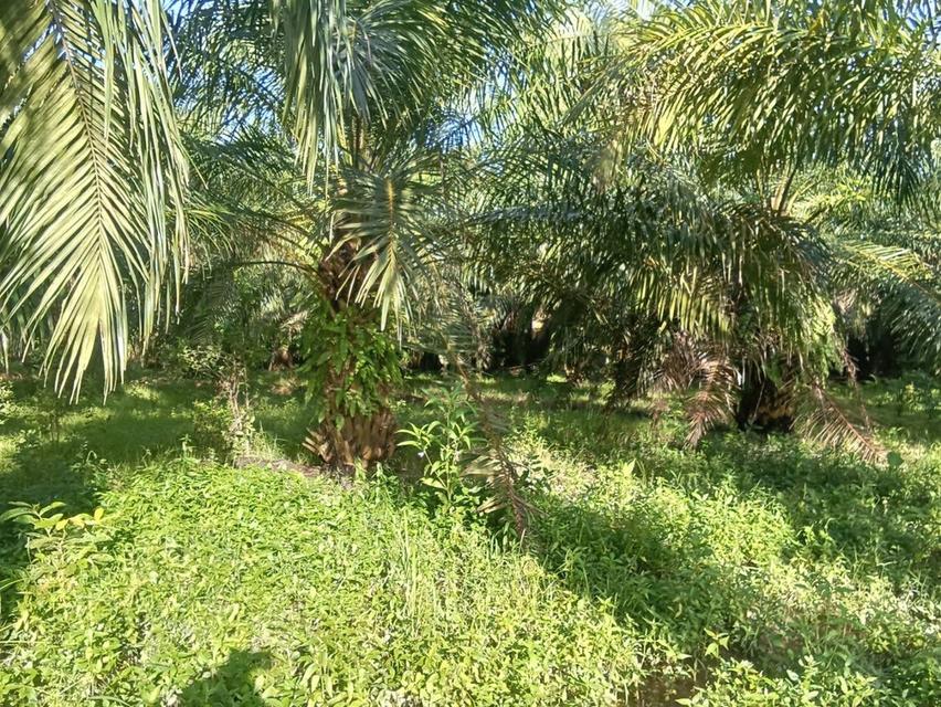 ขายที่ดินพร้อมปาล์มปลูก 14 ปี 3
