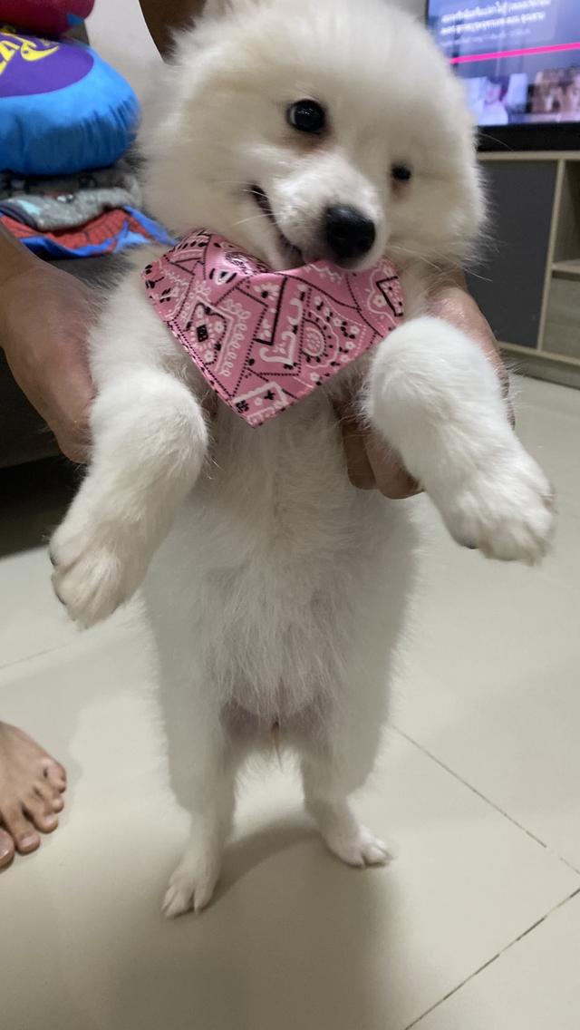 Japanese Spitz 2