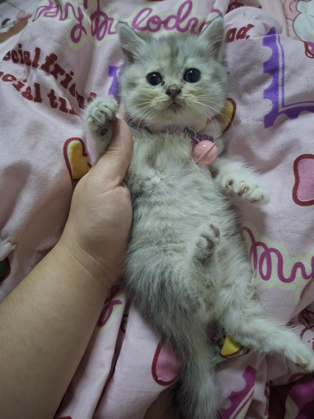 แมวสก๊อตติชผสมบริติช