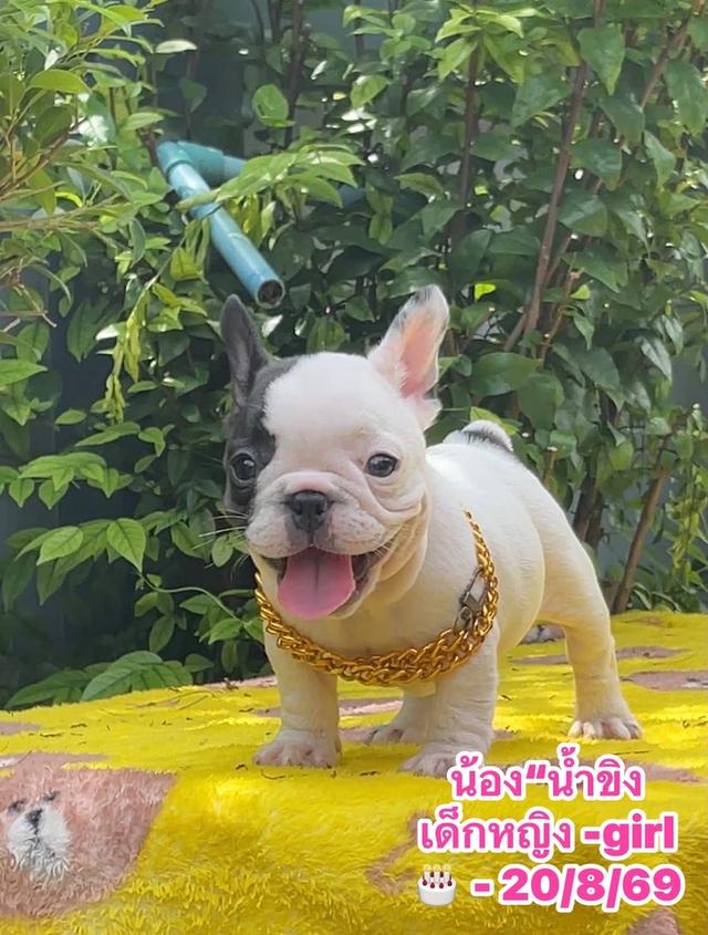 ลูกสุนัขเฟร้นบลูด๊อก รูปที่ 6
