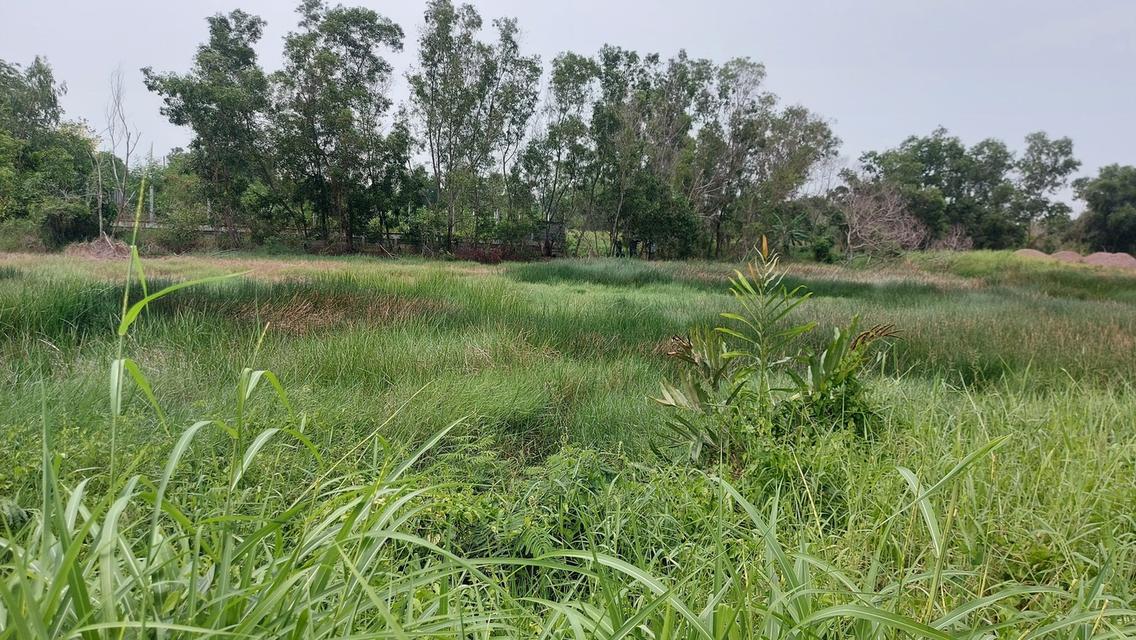 ขายที่ดิน ห่างคลองสี่80ม. ทางเข้าถนนคอนกรีต  ใก้ลทางด่วน motor way , ใก้ลสำนักงานขนส่งปทุม  ซอยคลองสี่ตะวันตก 23 ตำบลคลองสี่ อำเภอ คลองหลวง ปทุมธานี 2