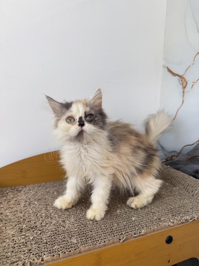 ลูกแมวพันธุ์เปอร์เซีย รูปที่ 5