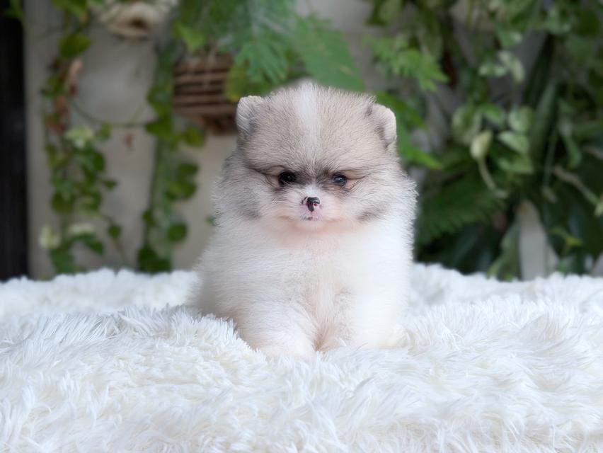 ปอมเมอเรเนียนแท้ เพศผู้ สีปาร์ตี้ตัวจิ๋ว