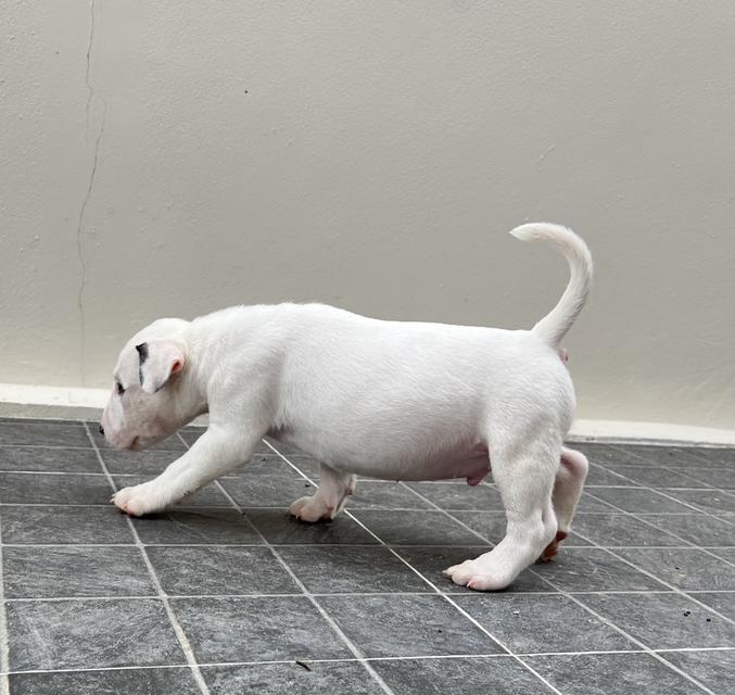 Bullterrier std  8