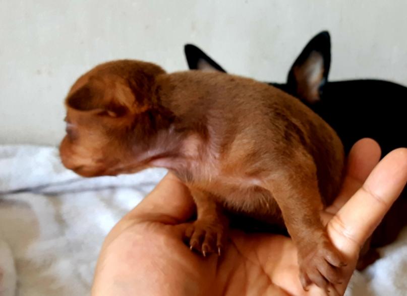 ขาย Miniature Pinscher ลูกหมาน้อย 4